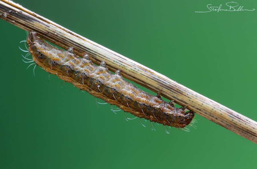 Identificazione bruco - Noctuidae - cfr. Hoplodrina sp.